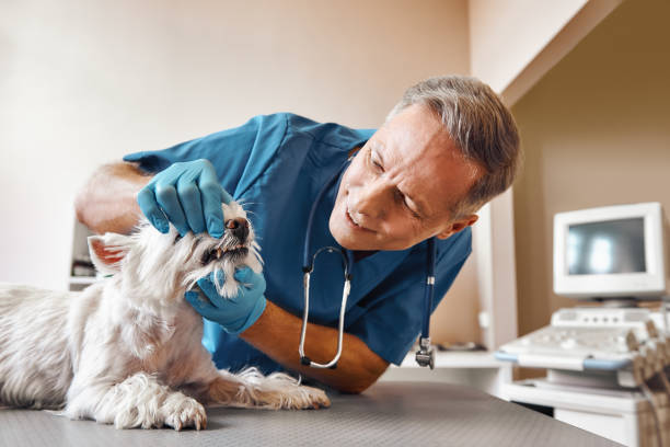 Best Urgent Tooth Repair  in Grover, WY